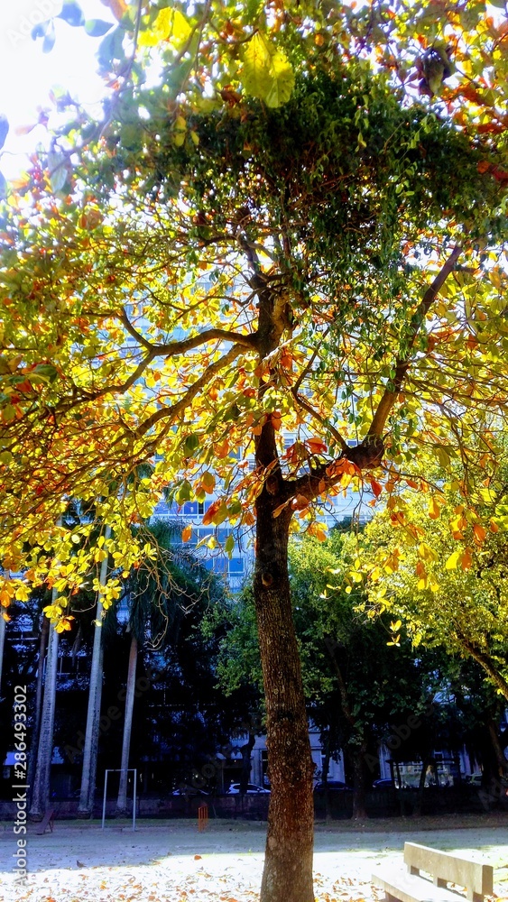 Naklejka premium ipê01