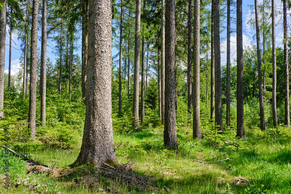 Obraz premium Waldspaziergang
