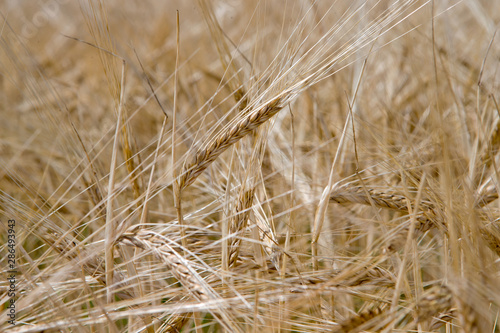 Grwoing wheat. Corn. Netherlands agriculture photo