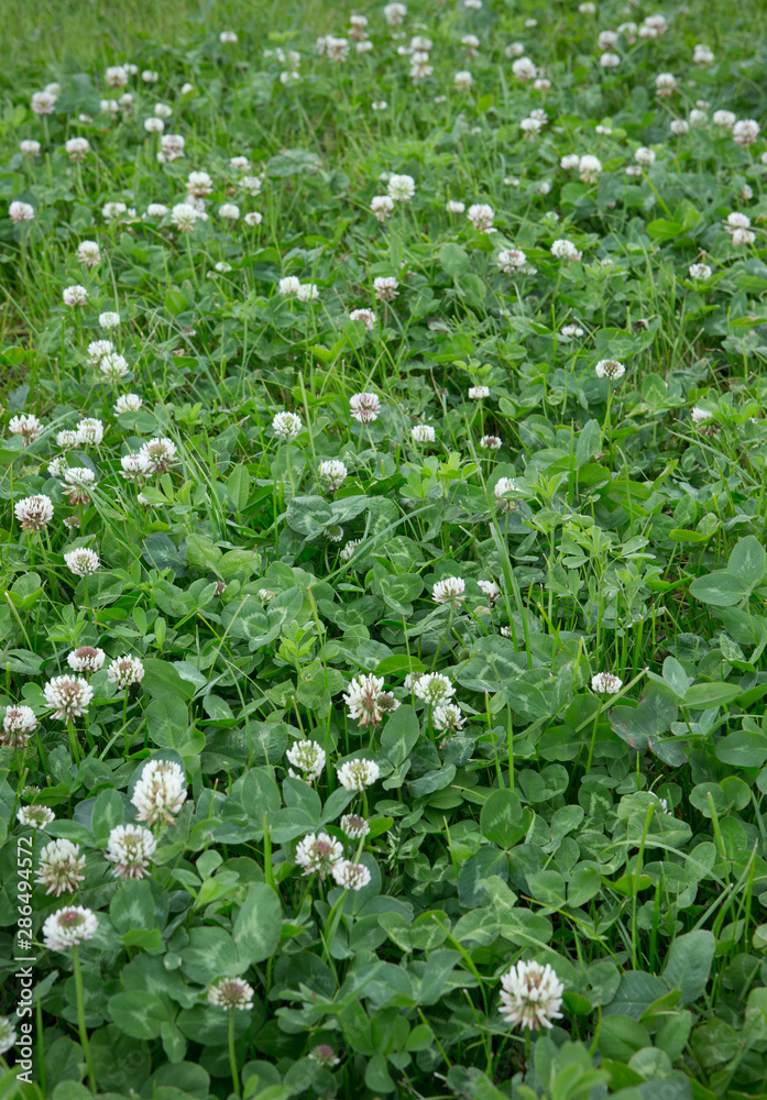 Growing Clover. Agriculture Netherlands Growing Clover. Agriculture Netherlands