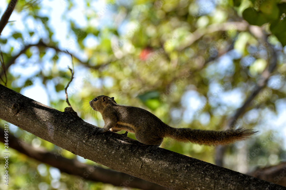 Squirrel on a tree eats corn