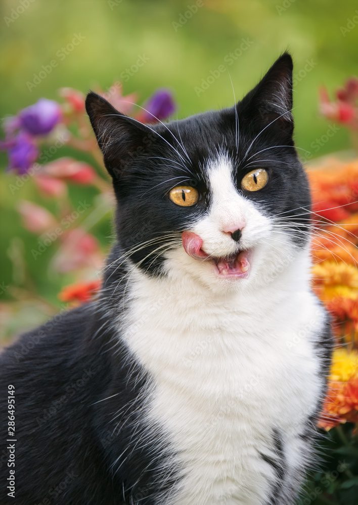 Cute cat, tuxedo pattern black and white bicolor, European Shorthair, licks and smacks her lips with opened mouth after eating, portrait in a flowery garden