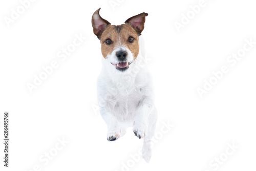 Happy Jack Russell Terrier dog isolated on white background running and jumping straight towards camera