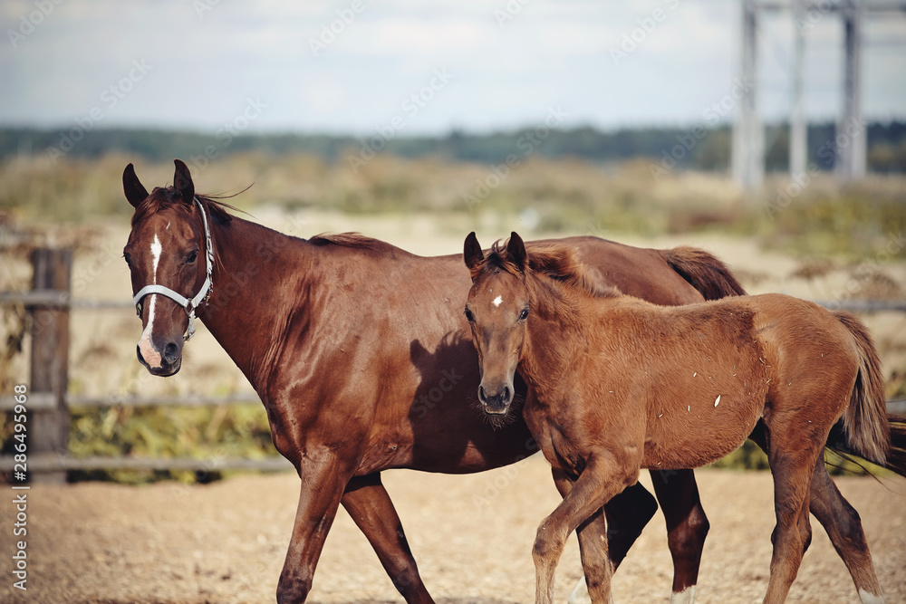 Red foal with an asterisk on his forehead with a red mare Red foal with an asterisk on his forehead with a red mare