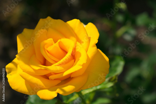 One yellow rose in the garden on a blurred background.