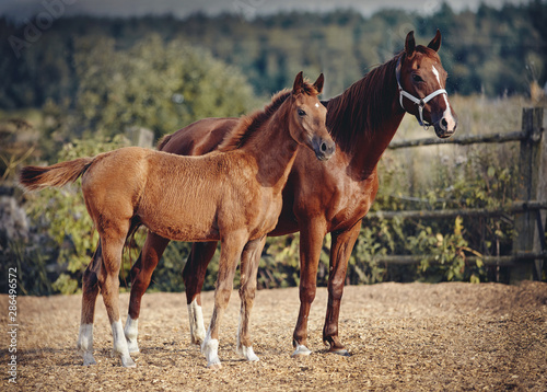 Red foal with an asterisk on his forehead with a red mare