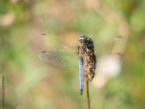 Pale blue dragonfly Keeled Skimmer aka Orthetrum coerulescens. In habitat. photo