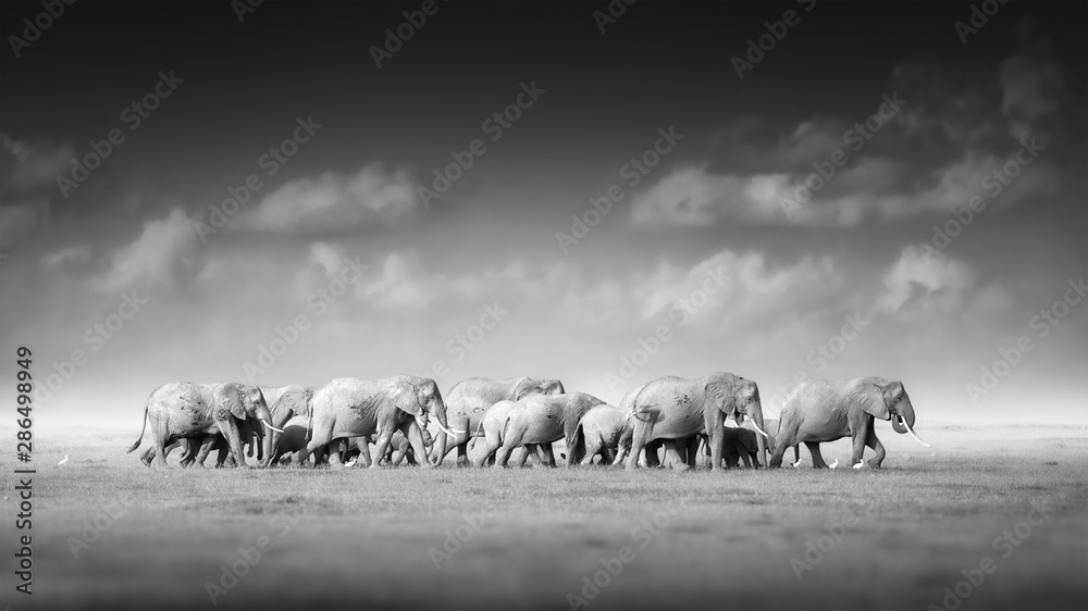 Fototapeta premium Artystyczne, czarno-białe zdjęcie słoni afrykańskich, Loxodonta africana, duże stado od dorosłych do nowonarodzonych cieląt na ciemnym tle, sawanna, zdjęcie z niskiego kąta. Park Narodowy Amboseli, Kenia.