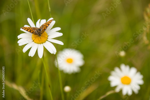 Nature in the summer, sunny weather. Butterfly on daisy.