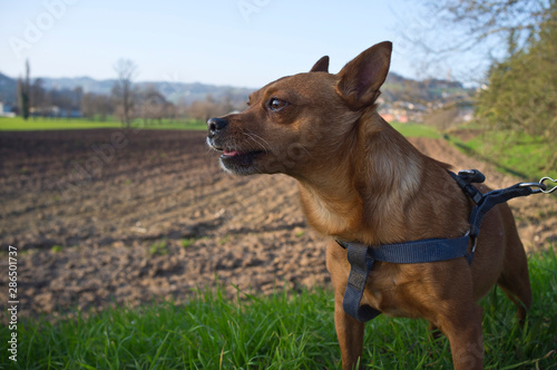 Dog pinscher standing in the grass