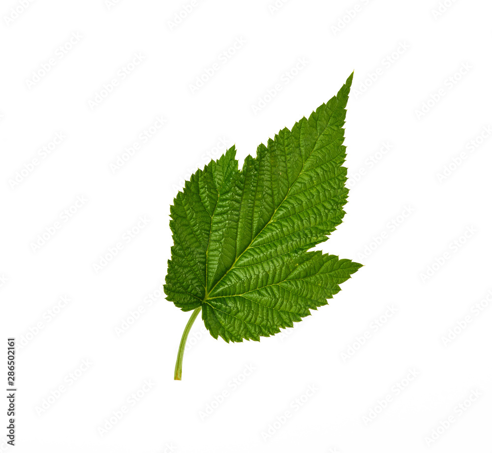 Fototapeta premium fresh green raspberry leaf isolated on a white background