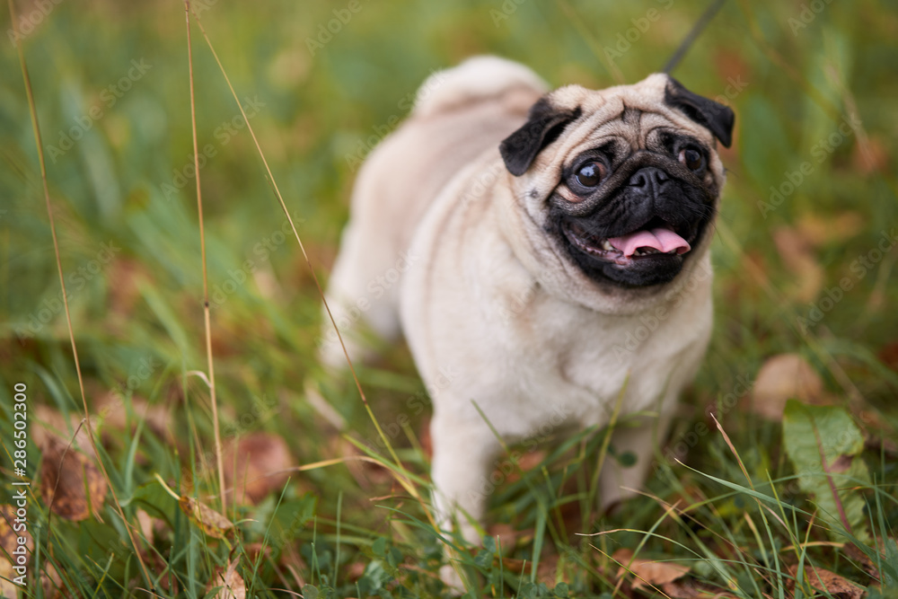 Young pug walks in nature.