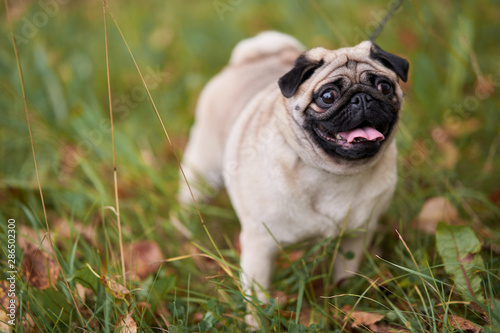 Young pug walks in nature.