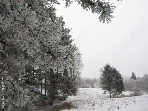 snow covered pine branches in winter