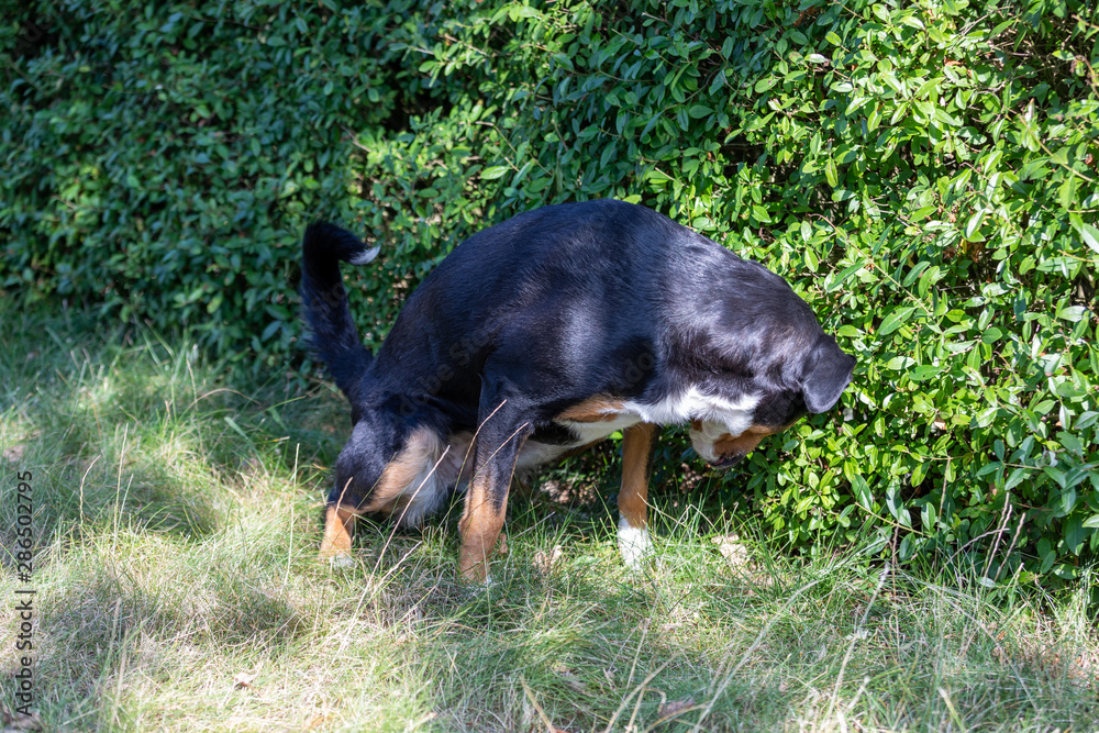 The black dog pooing on greensward, Appenzeller Mountain Dog. The black dog pooing on greensward, Appenzeller Mountain Dog.