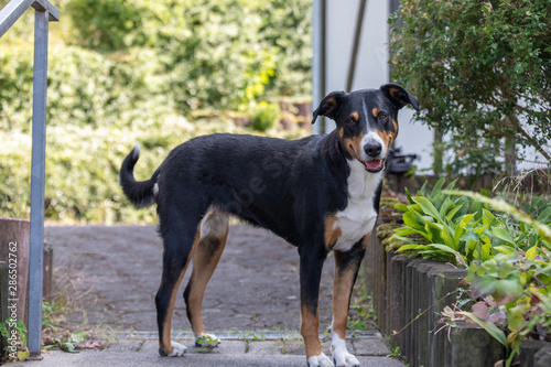 Appenzeller Sennenhund. The dog is standing in the garden in summer. Portrait of a Appenzeller Mountain Dog