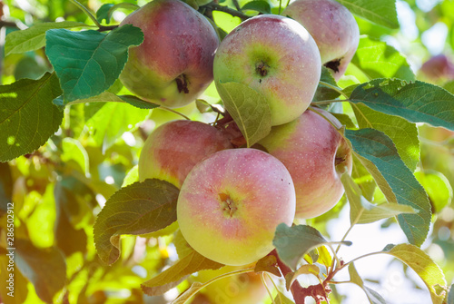 fresh ripe apples on a tree in a garden