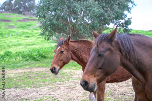 Headshot portrait of two brown horses outdoor in the ranch