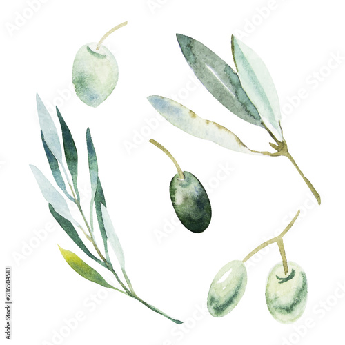 Watercolor olive branch. Sketch of olive branch on white background