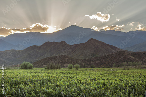 Mendoza y sus viñedos