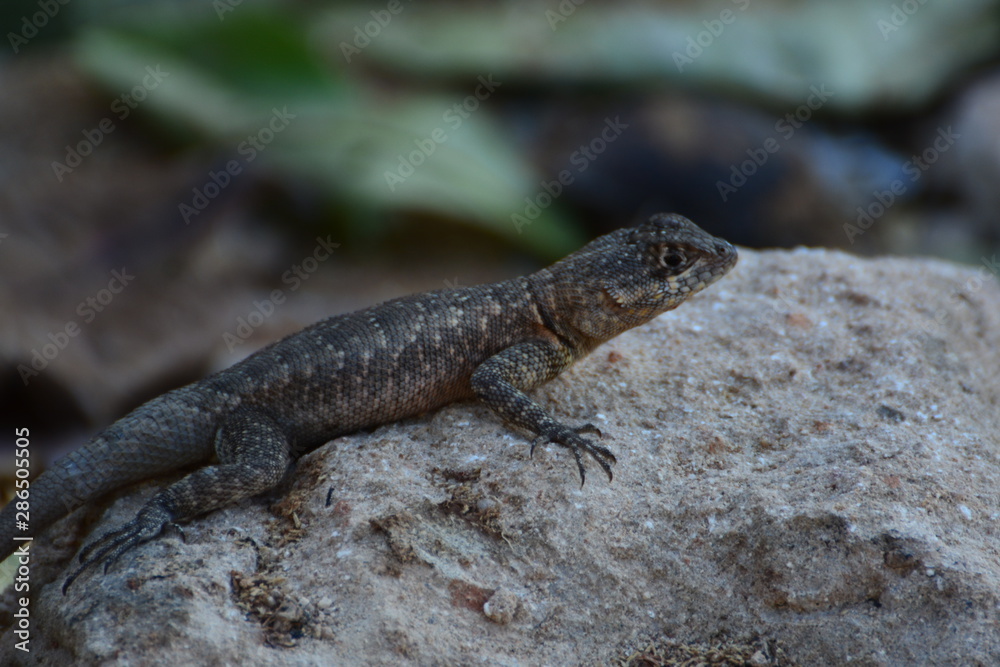 Fototapeta premium fortaleza