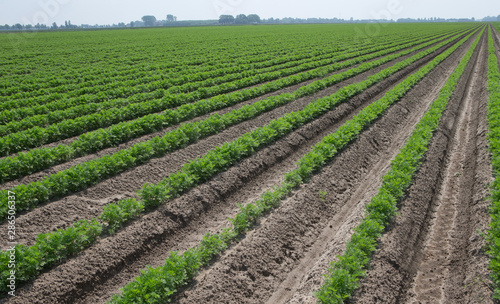 Growing carrots. Agriculture. Field