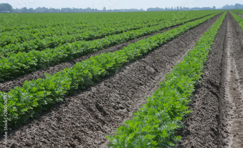 Growing carrots. Agriculture. Field