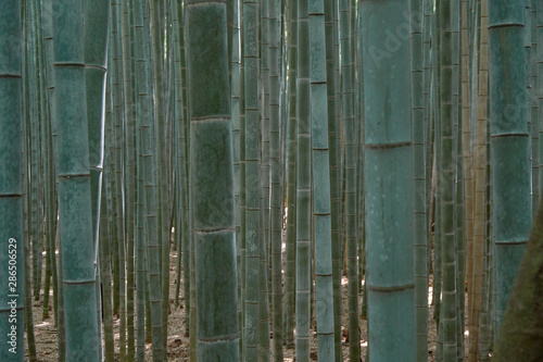 Blurred bamboo in bamboo forest photo