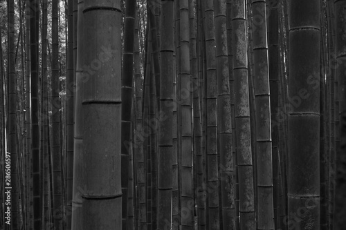 Blurred bamboo in bamboo forest in black and white style photo