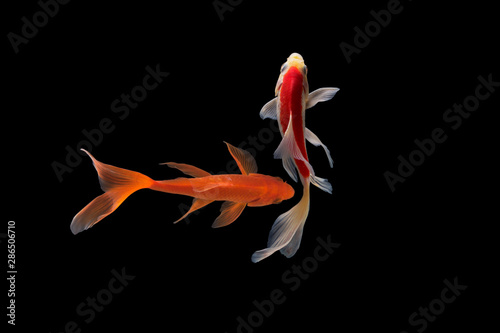 Koi fish Butterfly fresh Black background 