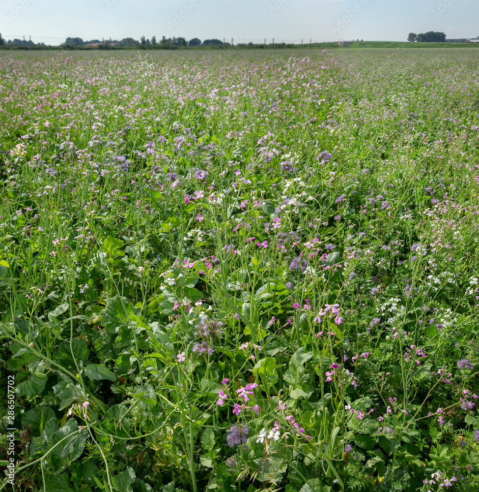 Field with green maure plants. Agriculture Field with green maure plants. Agriculture