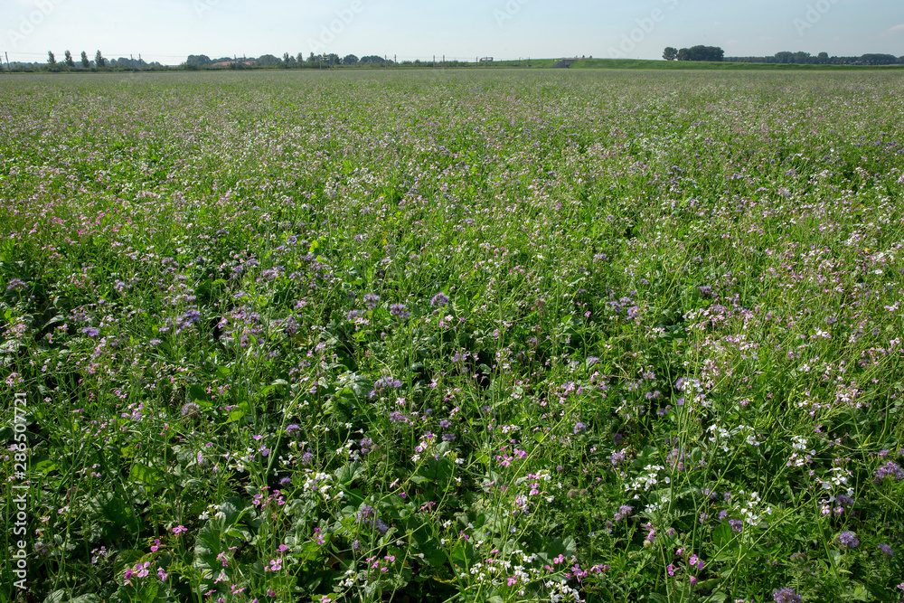 Field with green maure plants. Agriculture Field with green maure plants. Agriculture