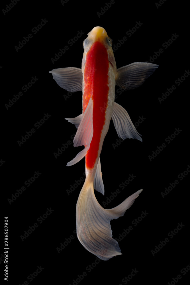 Koi fish Butterfly fresh Black background 