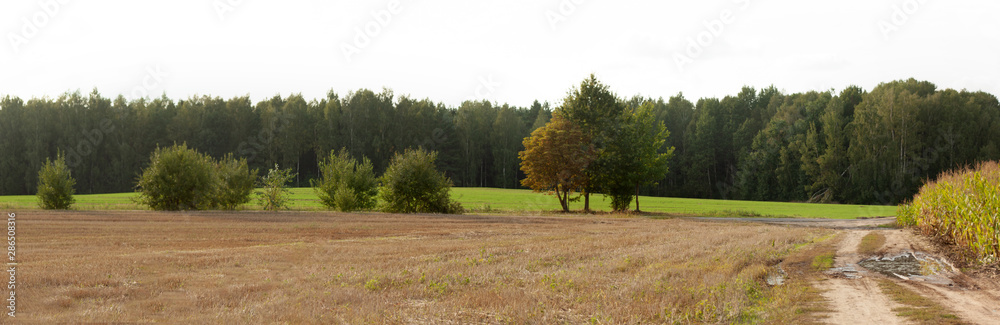 Panorama of the summer-autumn rural landscape with a cleaned brown field and a field with greenish shoots. Trees and road dividing fields, green forest on the horizon.