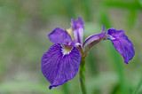 close-up of a beautiful purple iris flower on a blurry green background