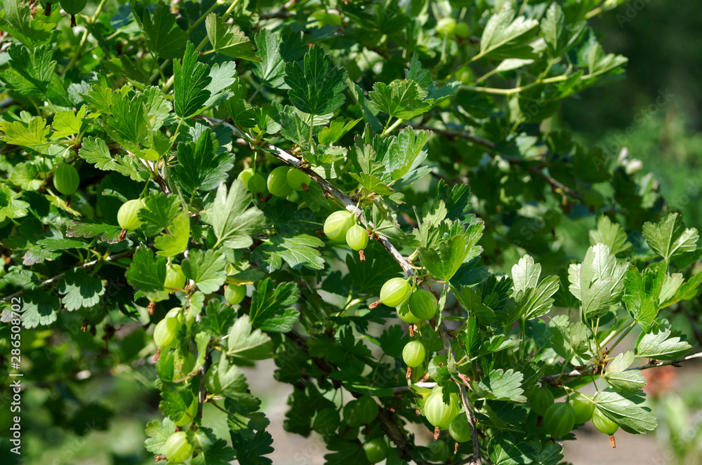 gooseberry bush with large ripe berries. close-up of organic berries on a blurry green background