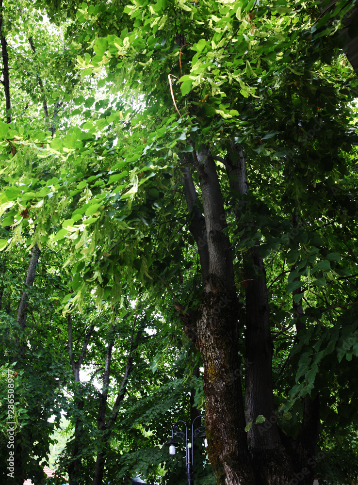 Fototapeta premium Green forest with high trees