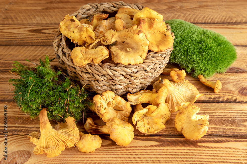 Chanterelles. Basket of freshly cut chanterelles on old wooden background. Chanterelles. Basket of freshly cut chanterelles on old wooden background.