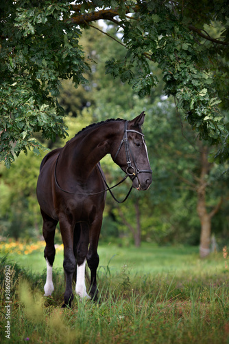 Obraz na plátně beautiful horse portrait under the oak tree