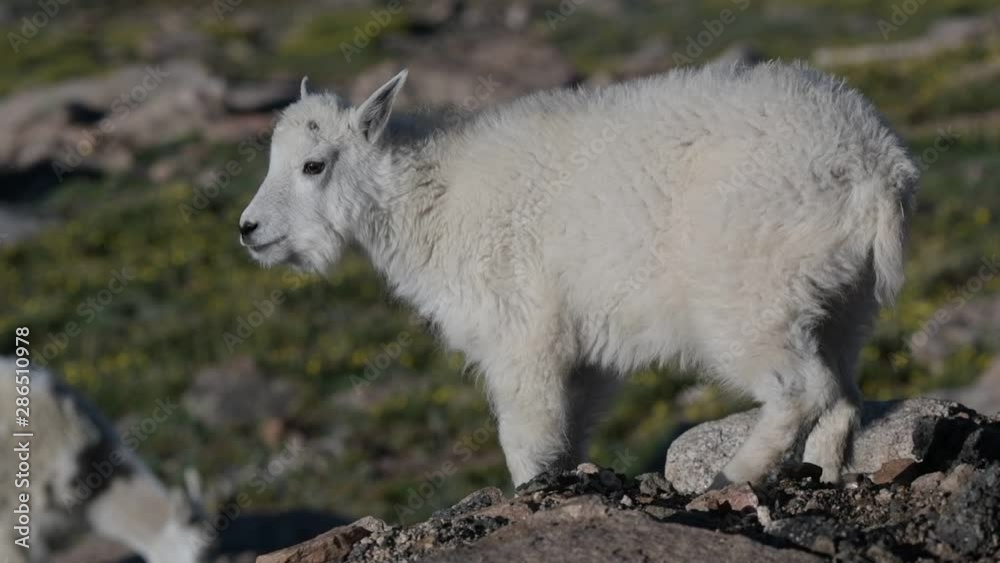 A Baby Mountain Goat Kid on a Mountain Top A Baby Mountain Goat Kid on a Mountain Top