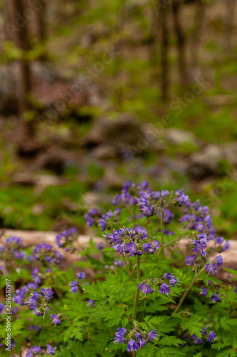 Purple Ivyleaf Morning Glory   Ipomoea hederacea Wildflower - Cumberland Gap National Historical Park - Kentucky and Virginia