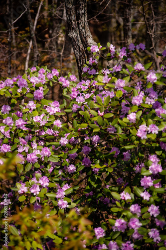 Pink Ericaceae Azalea Shrub - Cumberland Gap National Historical Park - Kentucky and Virginia