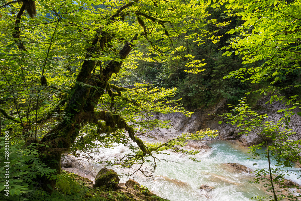 Fototapeta premium Tranquilizing scene of a tree along a river in a canyon in the Alps, Europe