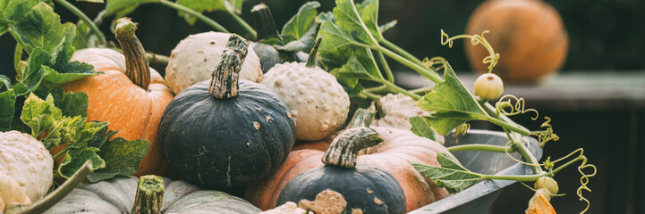 Different pumpkins close-up. Harvest of pumpkins. Banner for your design.