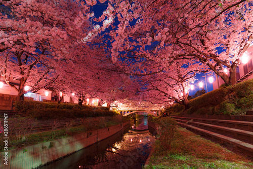 日本の桜 夜桜花見
