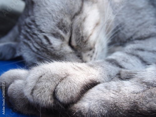 Fototapeta Naklejka Na Ścianę i Meble -  cat sleeping on bed