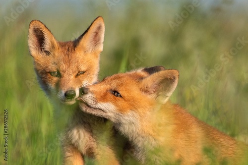 Two young red Foxes in grass on a beautiful light © Tatiana