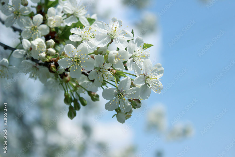 Spring background, blurred image. White flowers. Blooming tree. Nature, spring concept.