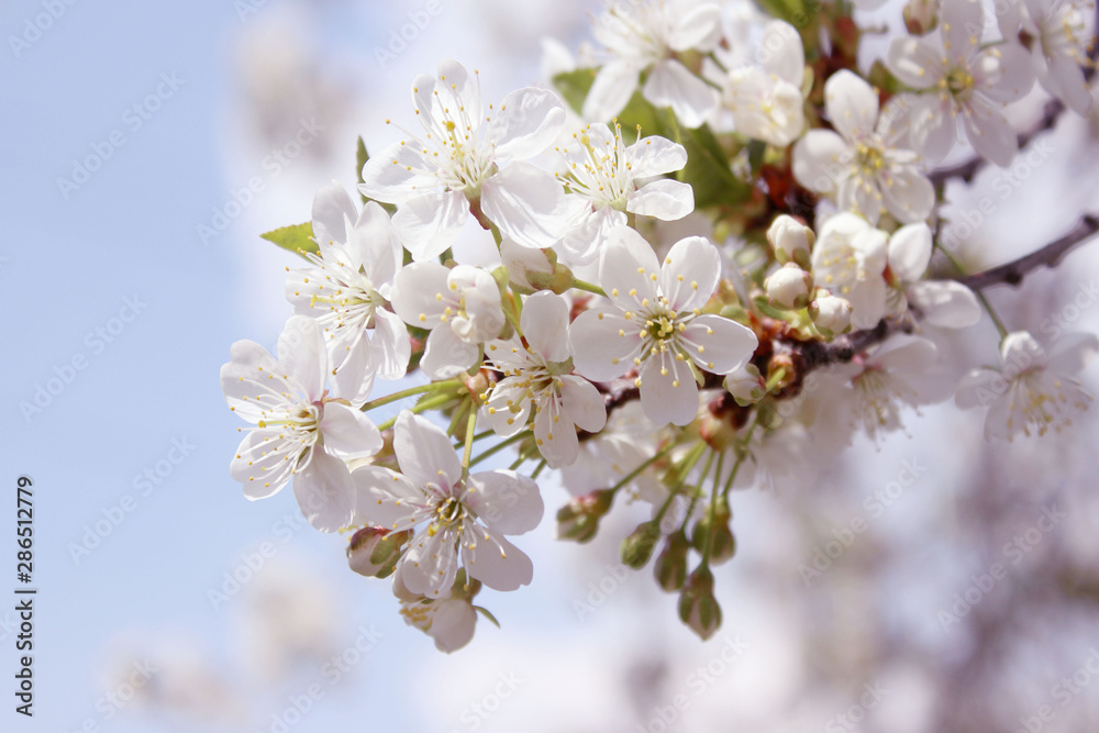 Spring background, blurred image. White flowers. Blooming tree. Nature, spring concept.