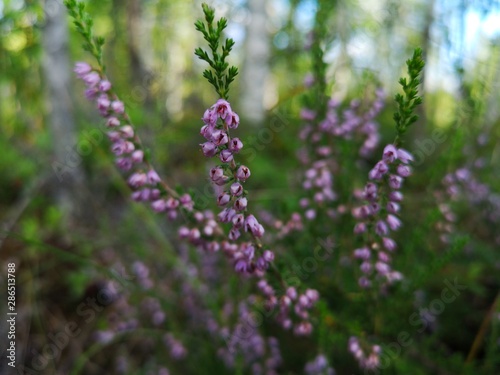 Blooming heather in the forest